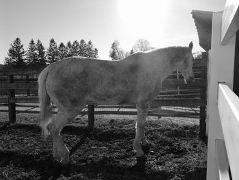 Horse on field against clear sky