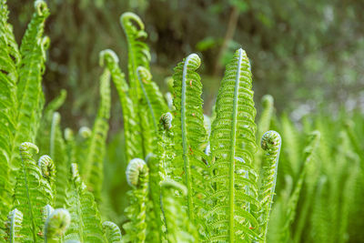 Close-up of plants