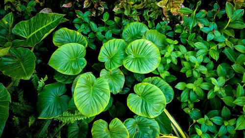 Abstract stunning green leaf texture, tropical leaf foliage nature dark green background.