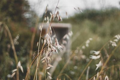 Close-up of crops on field