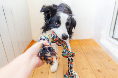 Funny portrait of cute smiling puppy dog border collie holding colourful rope toy in mouth