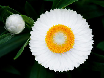 Close-up of white flowers