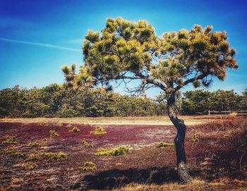 Trees on field against blue sky