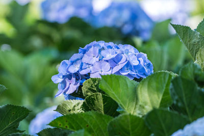 Close-up of purple flowering plant