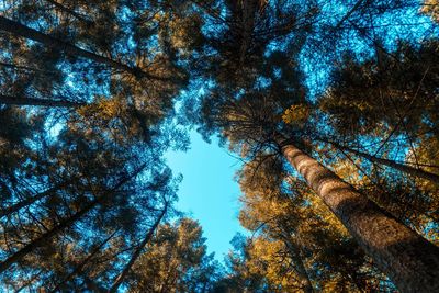 Low angle view of trees in forest against blue sky