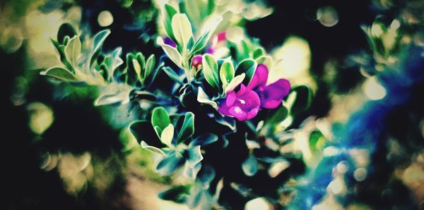 Close-up of purple flowers