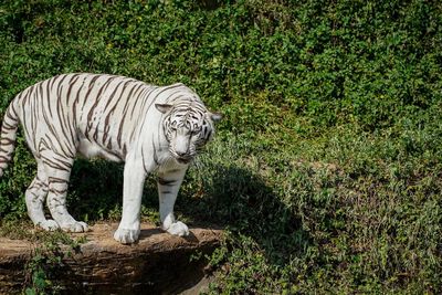 Tiger standing on wood