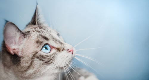 Close-up portrait of a cat