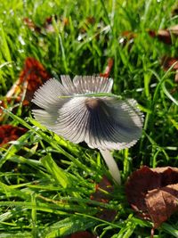 Close-up of mushroom growing on field