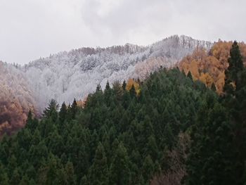 Scenic view of pine trees in forest against sky