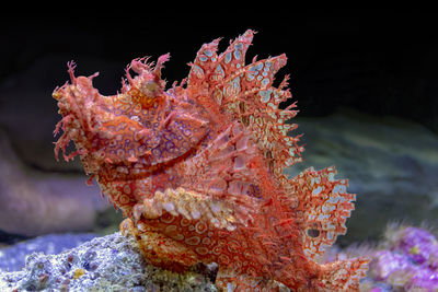 Close-up of coral in sea