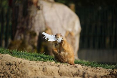 Squirrel on a field