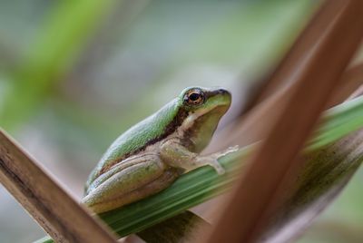 Close-up of lizard on leaf