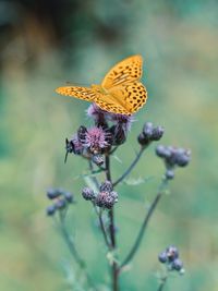 Close-up of butterfly pollinating on purple flower