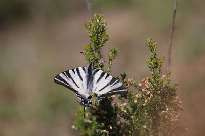 Butterfly on flower