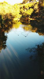 Reflection of trees in water