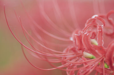 Close-up of red water lily