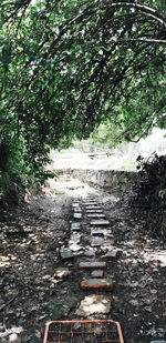 Footpath amidst trees in forest