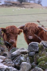 Highland cattle in a field