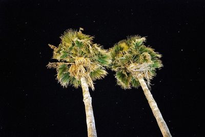 Close-up of plant against black background