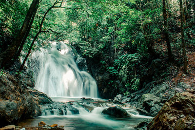 Scenic view of waterfall in forest