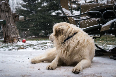 Dog sitting on snow