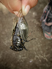 Close-up of hand holding insect