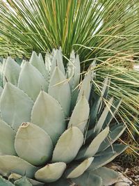 Close-up of cactus growing on field