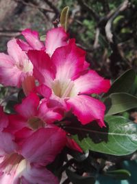 Close-up of pink flowering plant