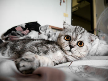 Close-up portrait of cat relaxing on bed