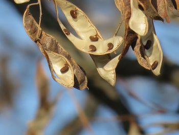 Close-up of dead plant hanging on branch