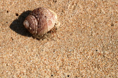 Close-up of crab on sand