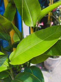 Close-up of green leaves
