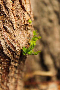 Close-up of leaf on tree trunk