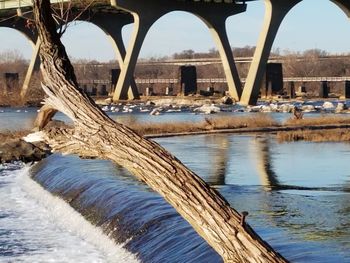 Trees by bridge against sky during winter