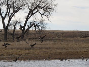 Birds on bare tree