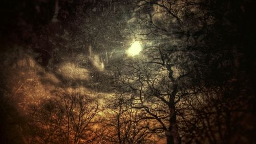 Bare trees in the dark