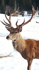 View of deer on snow covered land