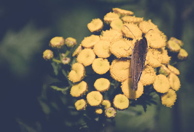 Close-up of yellow flowering plant