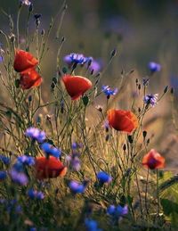 Close-up of red poppy flowers in field