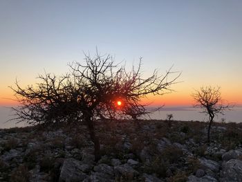 Silhouette tree against sea during sunset