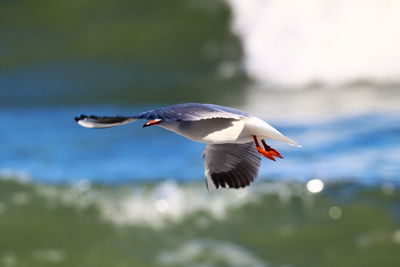 Close-up of bird flying against blurred background