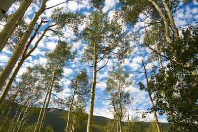 Low angle view of pine trees in forest against sky