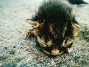 Close-up of cat relaxing outdoors