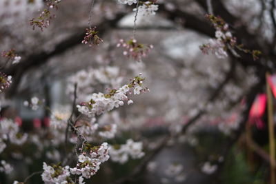 Close-up of pink flowers on branch