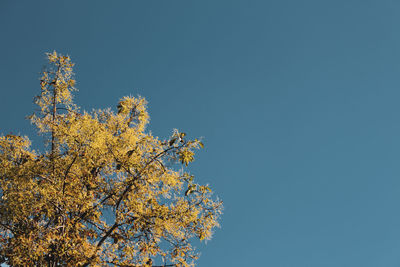 Low angle view of flowering plant against clear blue sky