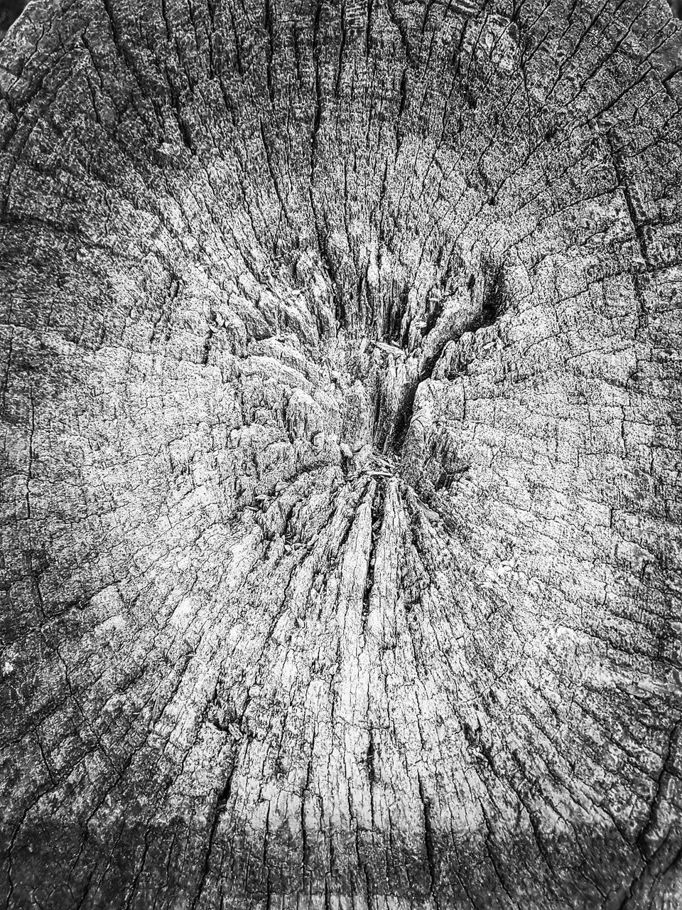 FULL FRAME SHOT OF TREE TRUNK