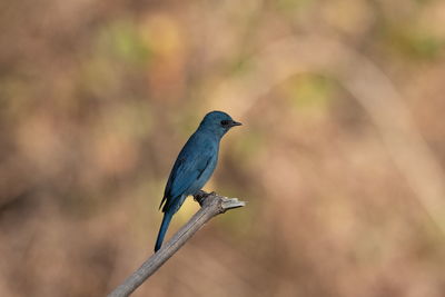 Close-up of bird perching