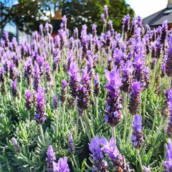 Close-up of purple flowers