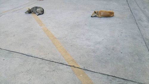 High angle view of dog lying on floor